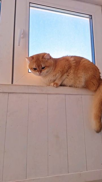 #cat #cat #видосыоткота