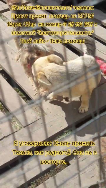 НАС107=106хвостиков  +1человек!