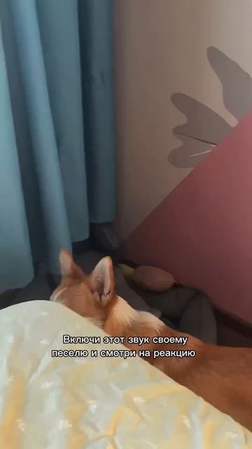 Без коржика день не день — подпишись! #корги #смешныеживотные #funnydogs #corgi #поведение #shorts