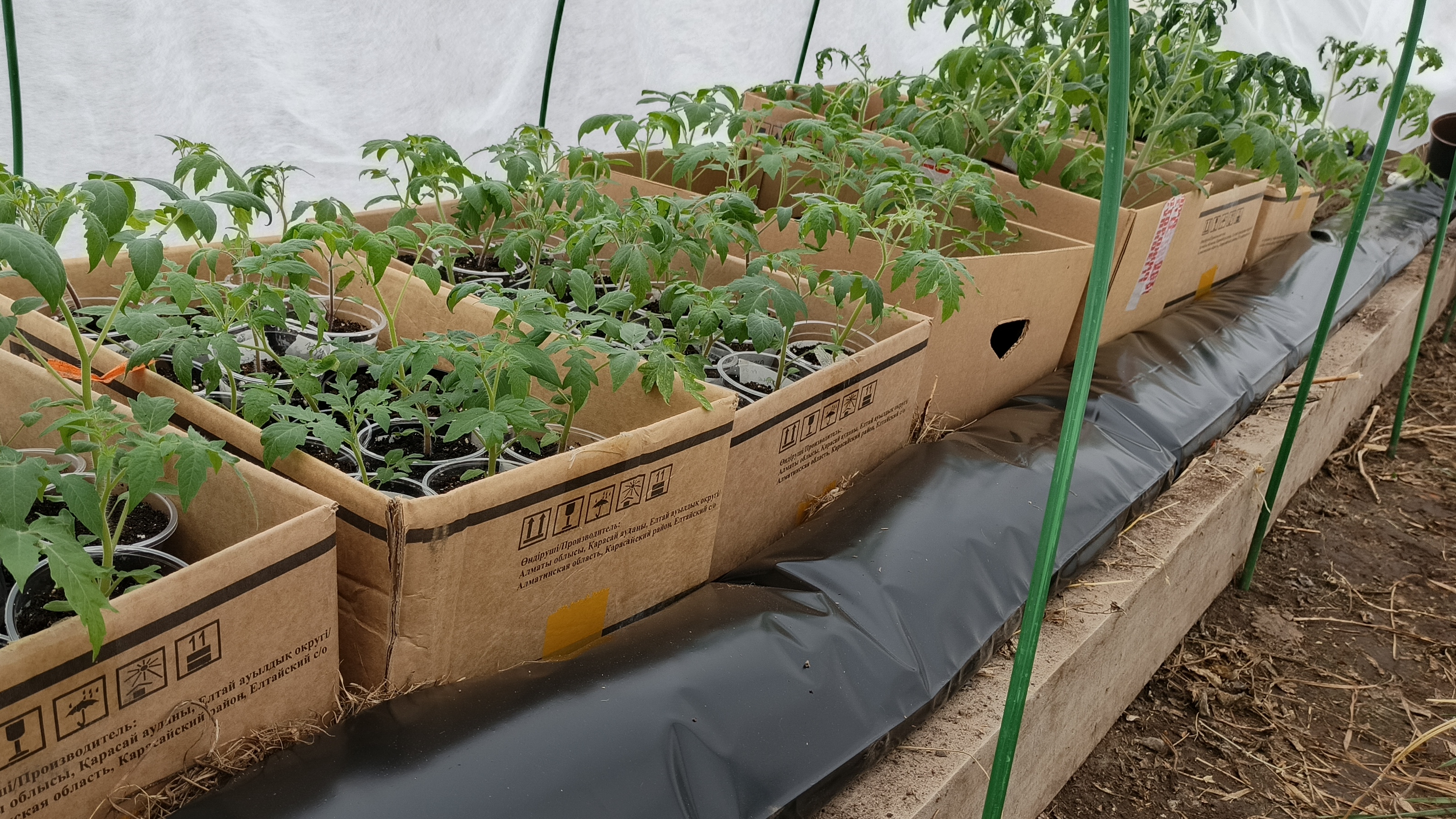 Аккумуляторы тепла для теплиц.Неожиданный сюрприз.