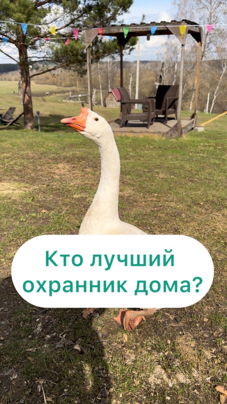 Кто лучший охранник?