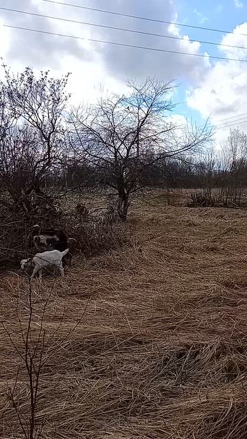 17.04.26. Яблоня на яблоне