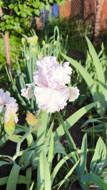 КУИН ОФ ЭНДЕЛС /QUEEN OF ANGELS (Шрайнер 1995).mp4