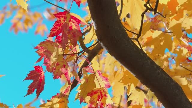 Музыка для вечера с чашкой чая