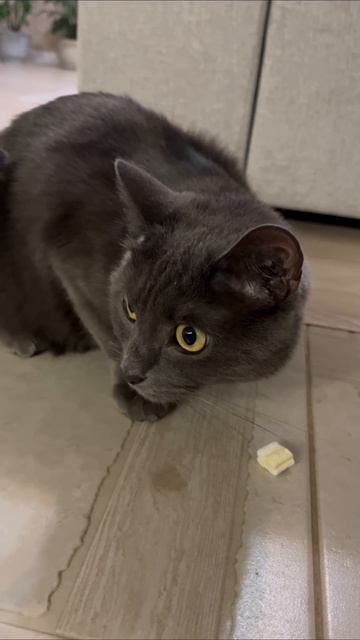 #мята #кошечки #котята
Мята кушает Marshmallow 
А ваша кошка кушает зефир ?