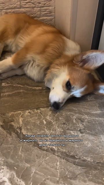 Подписывайся, чтобы не пропустить коржедень #корги #коргипемброк #corgi #корж #коргисобака #shorts