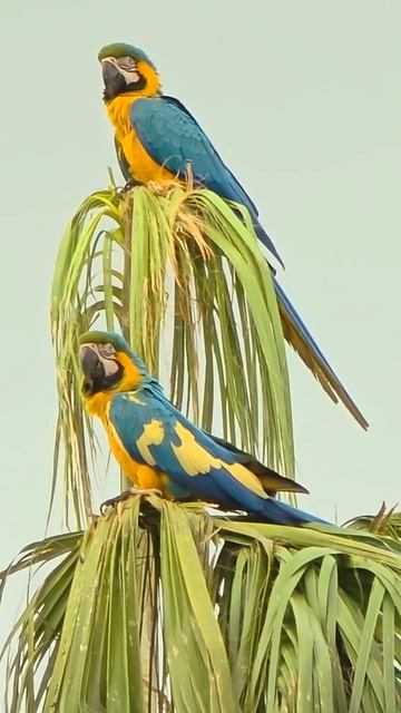 Мутация сине-желтый ара (Ara Ararauna)