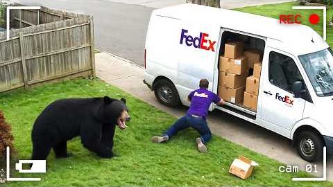 КУРЬЕРЫ ПРОТИВ ЖИВОТНЫХ. КОГДА ВСЁ ПОШЛО НЕ ПО ПЛАНУ