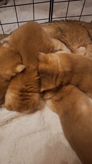 Милашки #cat #видосыоткота #веселыекоты