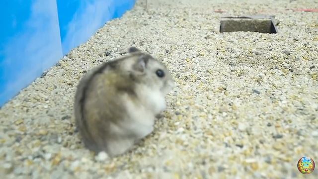 Хомячок убегает из ловушки голодных акул в водном лабиринте! часть 5