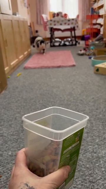 Как звать вашего кота есть