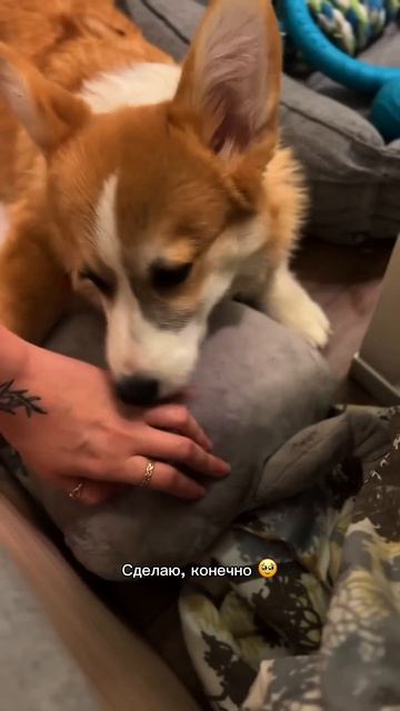 Поделись с тем, кто понимает, что такое “свой пёс” #корги #dogs #corgi #милота #смешныевидео #shorts
