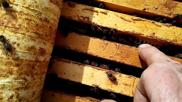 Профилактика роения пчёл на пасеке,или чтобы пчёлы не роились.