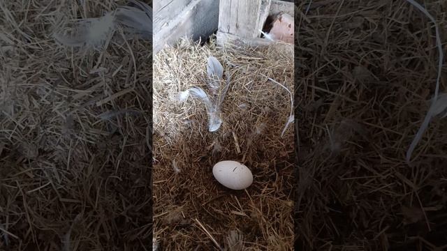 Гуси 🪿 ругаются. Разграбил гусиное гнездо 🪺