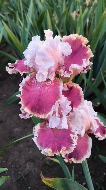 ХАРТ РЕЙСЕР / HEART RACER (Б.Блайз, 2021)