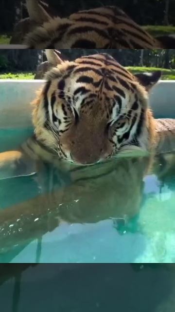 VID_20260417_094640_695.mp4