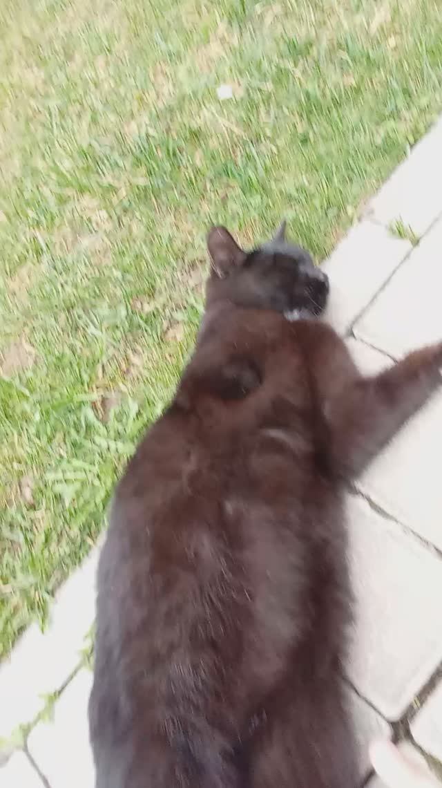 Подпишитесь если её жалко