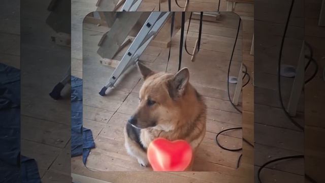 1000056290.mp4 (Собака наблюдает за устройством лестницы на 2-ой этаж в доме А-фрейм)