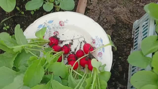 Мобильные грядки Редис и лучок все под шашлычок