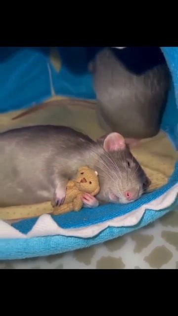 Video_2026-02-20_01-52-23