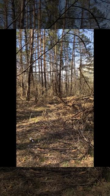 Медведь & MatveyIMTI