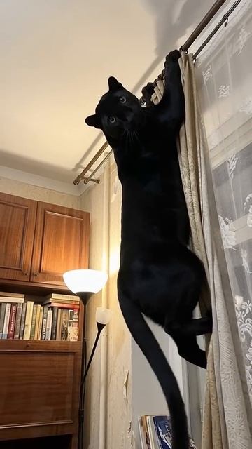 Video_2026-02-20_01-52-29