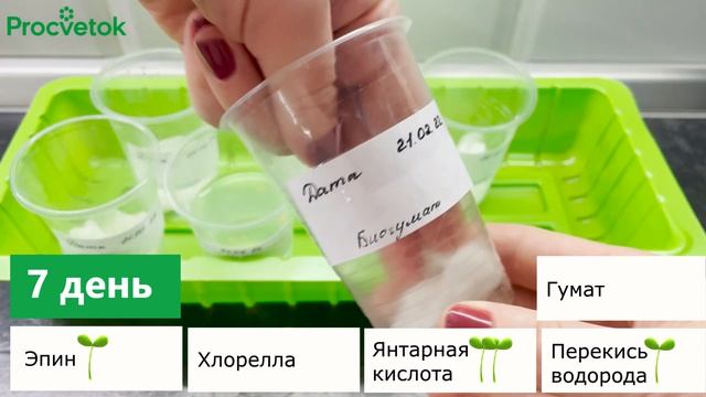 ТЕПЕРЬ МЫ ЗНАЕМ ТОЧНО, В ЧЕМ ЗАМАЧИВАТЬ СЕМЕНА! Перекись, эпин, хлорелла, янтарная кислота, гумат?