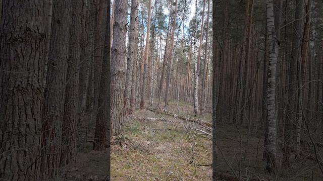 Прогулка по весеннему лесу. #лайфкоуч #красотадуши #природа