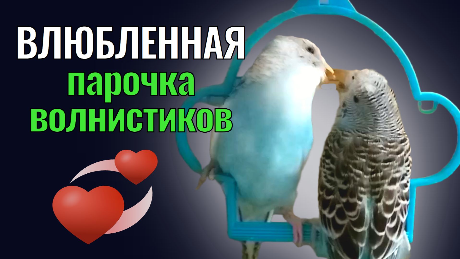 Влюбленная парочка волнистиков