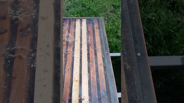 Привёз домой несколько семей на опыление.