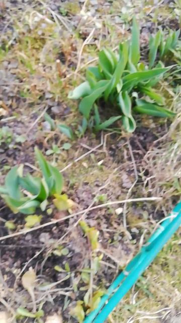 Первоцветы