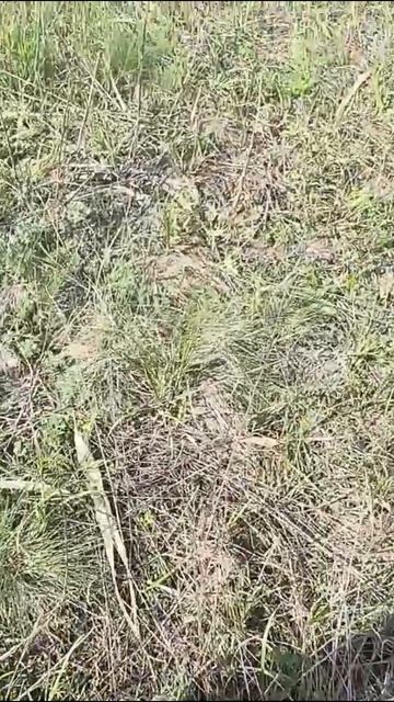 НЕОБЫЧНЫЕ ГРИБЫ ВЕСНОЙ. СТЕМНОЙ СМОРЧЕК