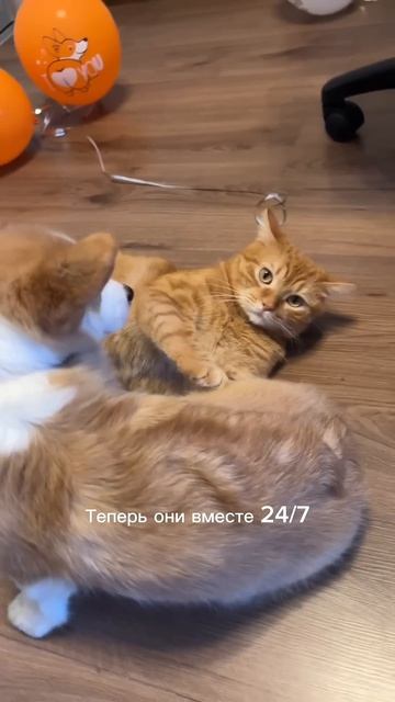 Корж и Батон, конечно, очень смешные