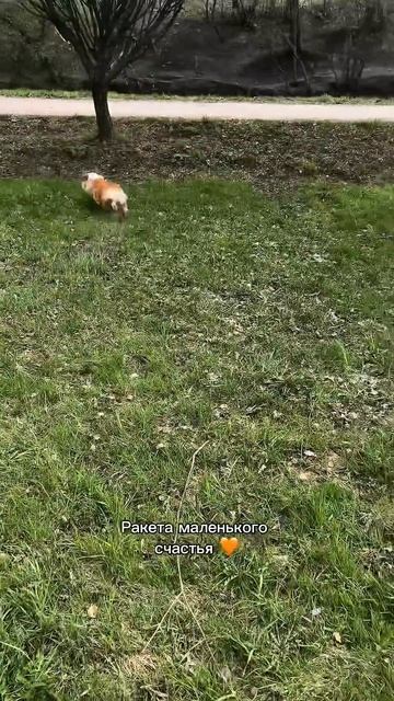 Хочешь ещё милых моментов каждый день? Жми подписку #корги #funnydogs #corgi #милота #shorts