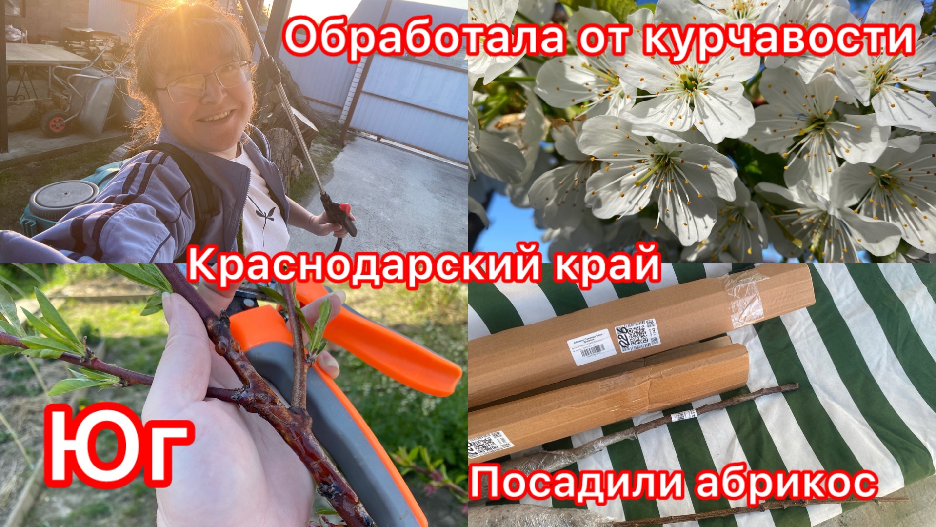 Купили дом. Монетизация на Рутуб. Курчавость. Посадили абрикосы. Обработала Скором.