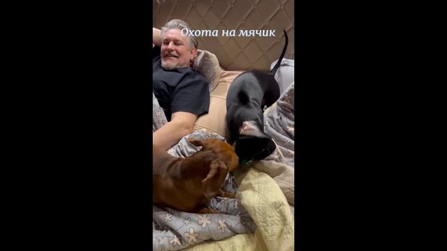 Охота на мячик