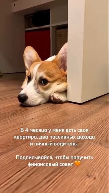 Подписка = ежедневная доза корги #корги #смешныеживотные #funnydogs #corgi #поведение #shorts #шортс
