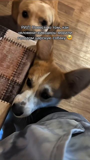 Подпишись — коржик ждёт любит внимание! #корги #corgi #смешныеживотные #tiktok #shorts #шортс