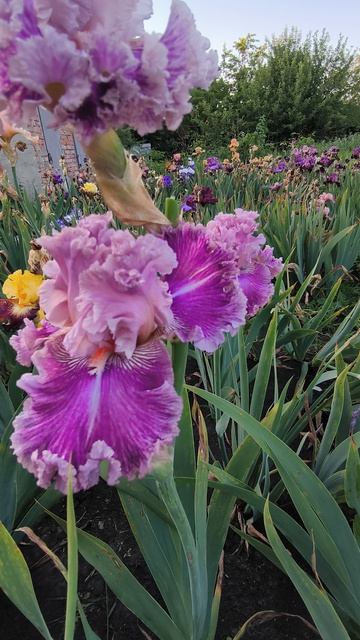 ДЖАСТ ВИТЧЕРИ / JUST WITCHERY (Б. Блайз, 2011).mp4