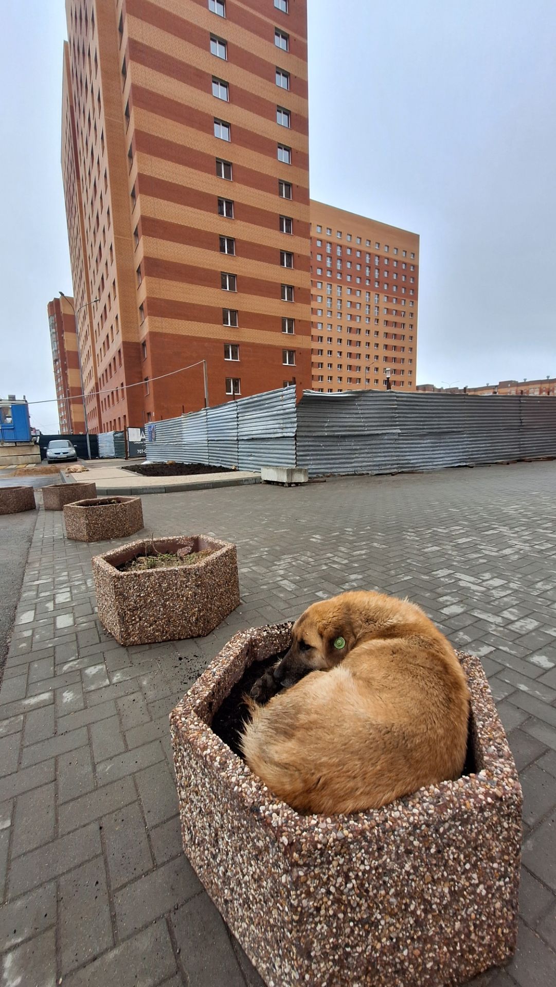 Интересное видео умная собака рядом с ЖК Юный Рязань