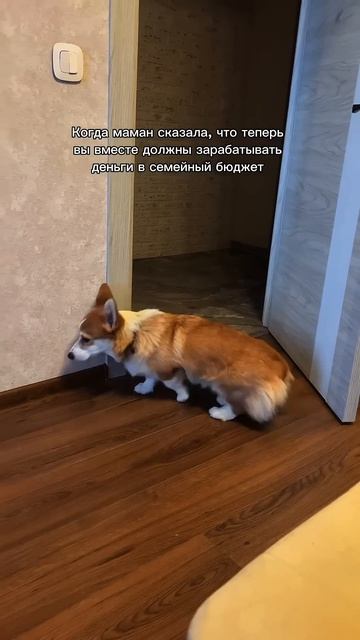 Видео про Коржика каждый день. Подписывайся