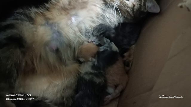 Наша Муся родила котят.