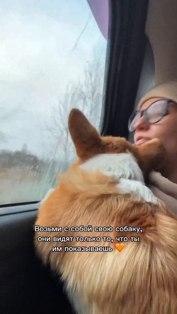 Подпишись — коржик любит внимание  #корги #corgi #смешныеживотные #tiktok #shorts #шортс