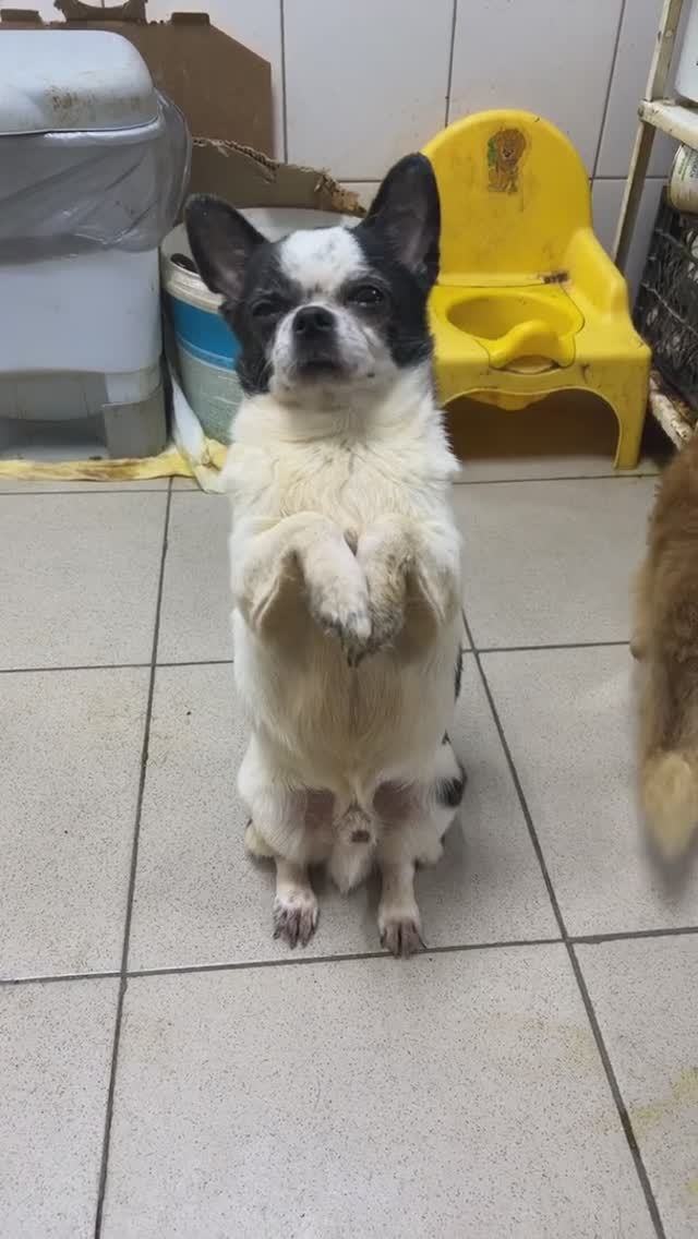 Баська ищет дом! Помогите собачке! 🙏