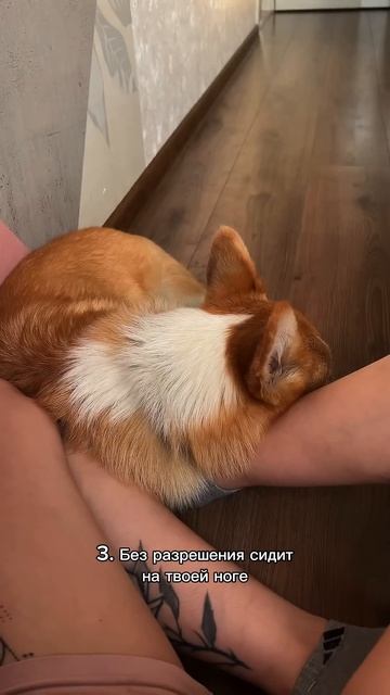 Еще не с нами? Коржик обидится! #корги #corgi #собака #corgishorts #tiktok #смешныевидео #corgidog