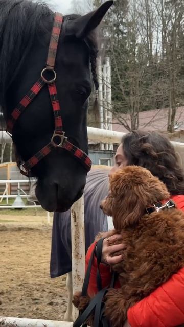 Животные - как дети! Мой Каспий и Фелис