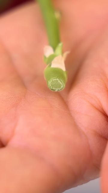 Пеларгония будет цвести пышными шапками до самых морозов, если сделать так сейчас!