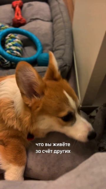 Пушистый Коржик каждый день, подписывайся