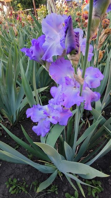 СИКС ПАК / SIX PACK (Г. Слэйд, 1983)