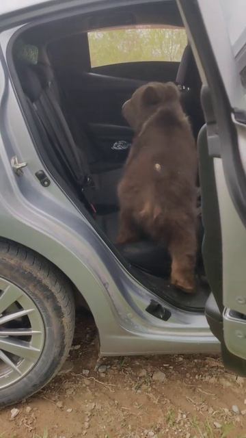 Медведь едет